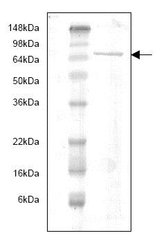 SDS-PAGE - Recombinant Human MMP9 protein (Proenzyme) (AB82955), expandable thumbnail