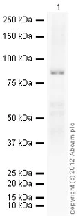Western blot - Recombinant Human MMP9 protein (Proenzyme) (AB82955)