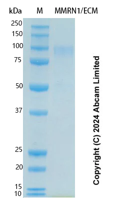 SDS-PAGE - Recombinant human MMRN1/ECM Protein Standard (His tag) (AB323114)