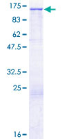 Recombinant Human MMRN2 protein