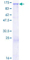 SDS-PAGE - Recombinant Human MMRN2 protein (GST tag N-Terminus) (AB164122)