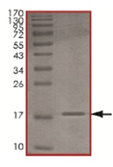 SDS-PAGE - Recombinant Human MMS2 protein (AB167920), expandable thumbnail