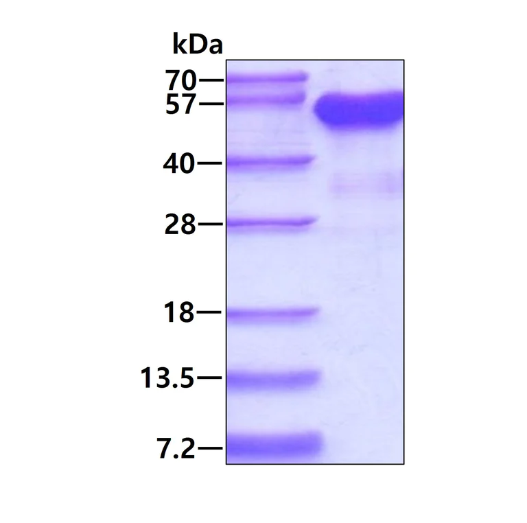 SDS-PAGE - Recombinant Human MNDA protein (AB95490)