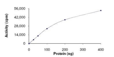 Functional Studies - Recombinant human MNK1 protein (AB125635)