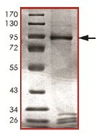 SDS-PAGE - Recombinant human MNK1 protein (AB125635)