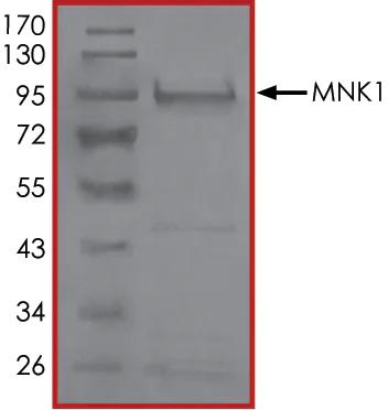 SDS-PAGE - Recombinant human MNK1 protein (AB125635)