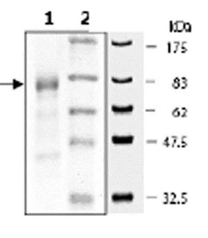 SDS-PAGE - Recombinant Human MNK1 protein (GST tag N-Terminus) (AB62572)