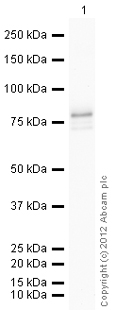 Western blot - Recombinant Human MNK1 protein (AB62572)