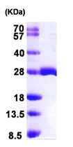SDS-PAGE - Recombinant Human Mob1A protein (AB102026)