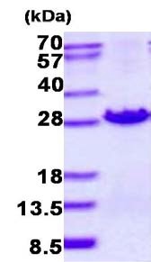 SDS-PAGE - Recombinant Human MOCS2 protein (DDDDK tag N-Terminus + His tag N-Terminus) (AB134527)