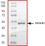 SDS-PAGE - Recombinant Human Moesin protein (AB64309), expandable thumbnail