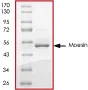 SDS-PAGE - Recombinant Human Moesin protein (GST tag N-Terminus) (AB64309)