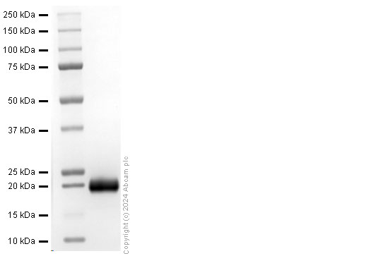 SDS-PAGE - Recombinant Human MOG Protein (His-tag) (AB317871), expandable thumbnail