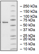 Recombinant human Monoacylglycerol Lipase/MGL protein
