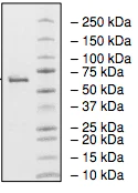 SDS-PAGE - Recombinant human Monoacylglycerol Lipase/MGL protein (AB198470)