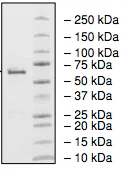 SDS-PAGE - Recombinant human Monoacylglycerol Lipase/MGL protein (His tag N-Terminus + GST tag N-Terminus) (AB198470)