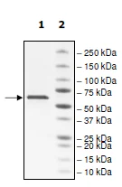 SDS-PAGE - Recombinant Human Monoamine Oxidase A/MAO-A protein (6x His tag N-Terminus + DDDDK tag N-Terminus) (AB198074)