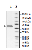 SDS-PAGE - Recombinant Human Monoamine Oxidase A/MAO-A protein (AB198074)