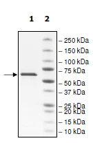 SDS-PAGE - Recombinant Human Monoamine Oxidase A/MAO-A protein (AB198074)