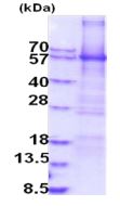SDS-PAGE - Recombinant Human Monoamine Oxidase A/MAO-A protein (denatured) (His tag N-Terminus) (AB203543)