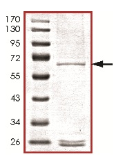 Recombinant Human MOS protein