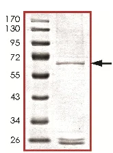 SDS-PAGE - Recombinant Human MOS protein (AB125632)