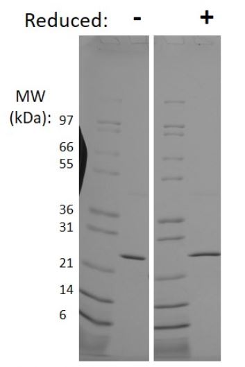 SDS-PAGE - Recombinant human/mouse FGF8 protein (Active) (AB218083), expandable thumbnail