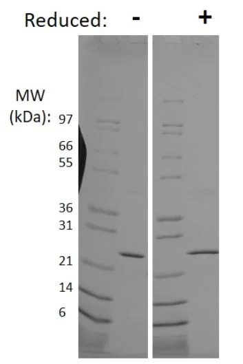 SDS-PAGE - Recombinant human/mouse FGF8 protein (Active) (AB218083)