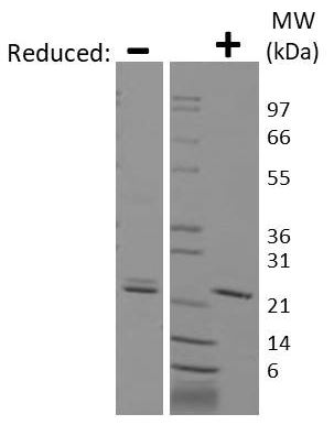 SDS-PAGE - Recombinant human/mouse Ihh protein (AB218095)