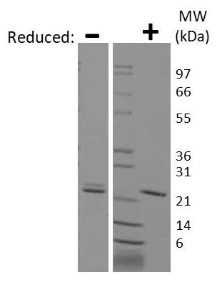 SDS-PAGE - Recombinant human/mouse Ihh protein (Animal Free) (AB205517)