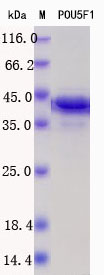 SDS-PAGE - Recombinant Human/Mouse Oct4 Protein Standard (His tag) (AB316492)