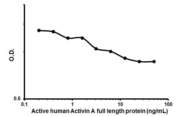 Functional Studies - Recombinant human/mouse/rat Activin A protein (AB151687)