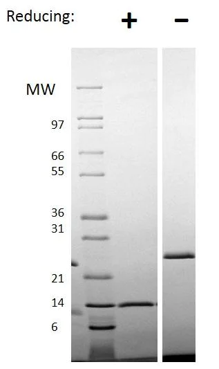 SDS-PAGE - Recombinant human/mouse/rat Activin A protein (AB151687)