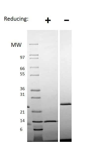SDS-PAGE - Recombinant Human/Mouse/Rat Inhibin beta A protein (Active) (AB255808)
