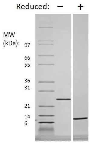 SDS-PAGE - Recombinant human/mouse TGF beta 3 protein (Animal Free) (AB179495)