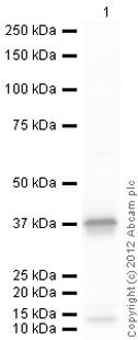 Western blot - Recombinant Human MPG/AAG protein (His tag C-Terminus) (AB109955)