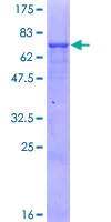 SDS-PAGE - Recombinant Human MPPB protein (AB160523)