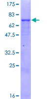 SDS-PAGE - Recombinant Human MPPB protein (GST tag N-Terminus) (AB160523)