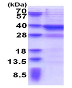 SDS-PAGE - Recombinant Human MPPED2 protein (AB176084)