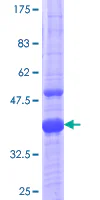 SDS-PAGE - Recombinant Human MR1 protein (GST tag N-Terminus) (AB158661)