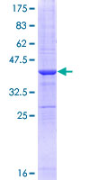 SDS-PAGE - Recombinant Human MRC2/ENDO180 protein (GST tag N-Terminus) (AB112386)