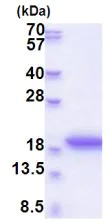SDS-PAGE - Recombinant Human MRFAP1L1 protein (His tag N-Terminus) (AB177722)