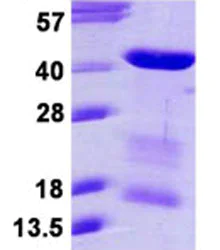 SDS-PAGE - Recombinant Human MRG15 protein (His tag N-Terminus) (AB124555)