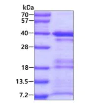SDS-PAGE - Recombinant Human MRGX protein (AB105615)