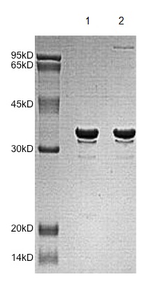 SDS-PAGE - Recombinant Human MRGX protein (AB172166)