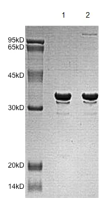 SDS-PAGE - Recombinant Human MRGX protein (AB172166)