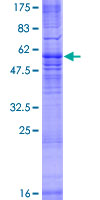 Recombinant Human MRGX3 protein