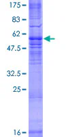 SDS-PAGE - Recombinant Human MRGX3 protein (GST tag N-Terminus) (AB165130)