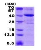 SDS-PAGE - Recombinant Human MRM1 protein (AB140719)