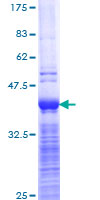SDS-PAGE - Recombinant Human MRP2 protein (GST tag N-Terminus) (AB112272)
